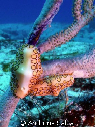 A pair of Flamingo Tongues eating coral in Cozumel off To... by Anthony Salza 